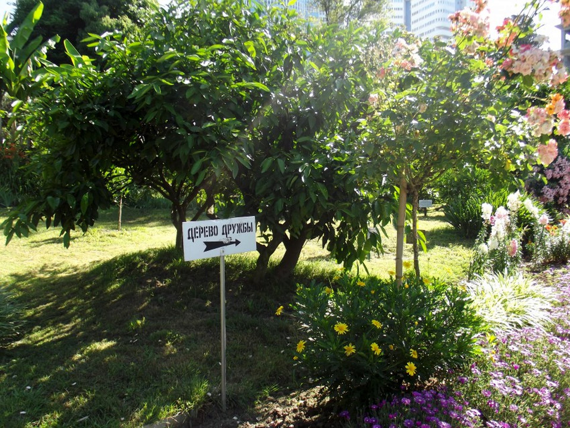 Сочи сад музей дерево дружбы