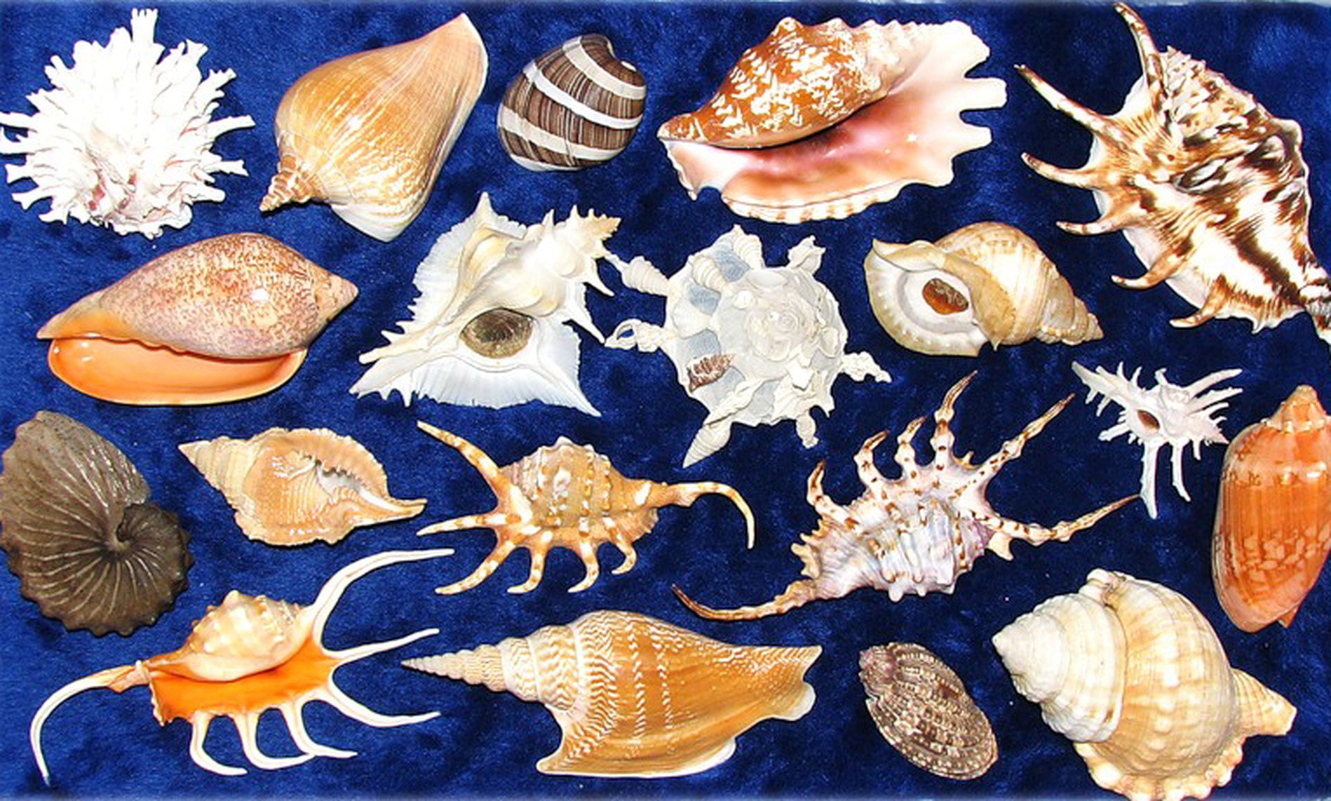 моллюски виды и названия фото у детей