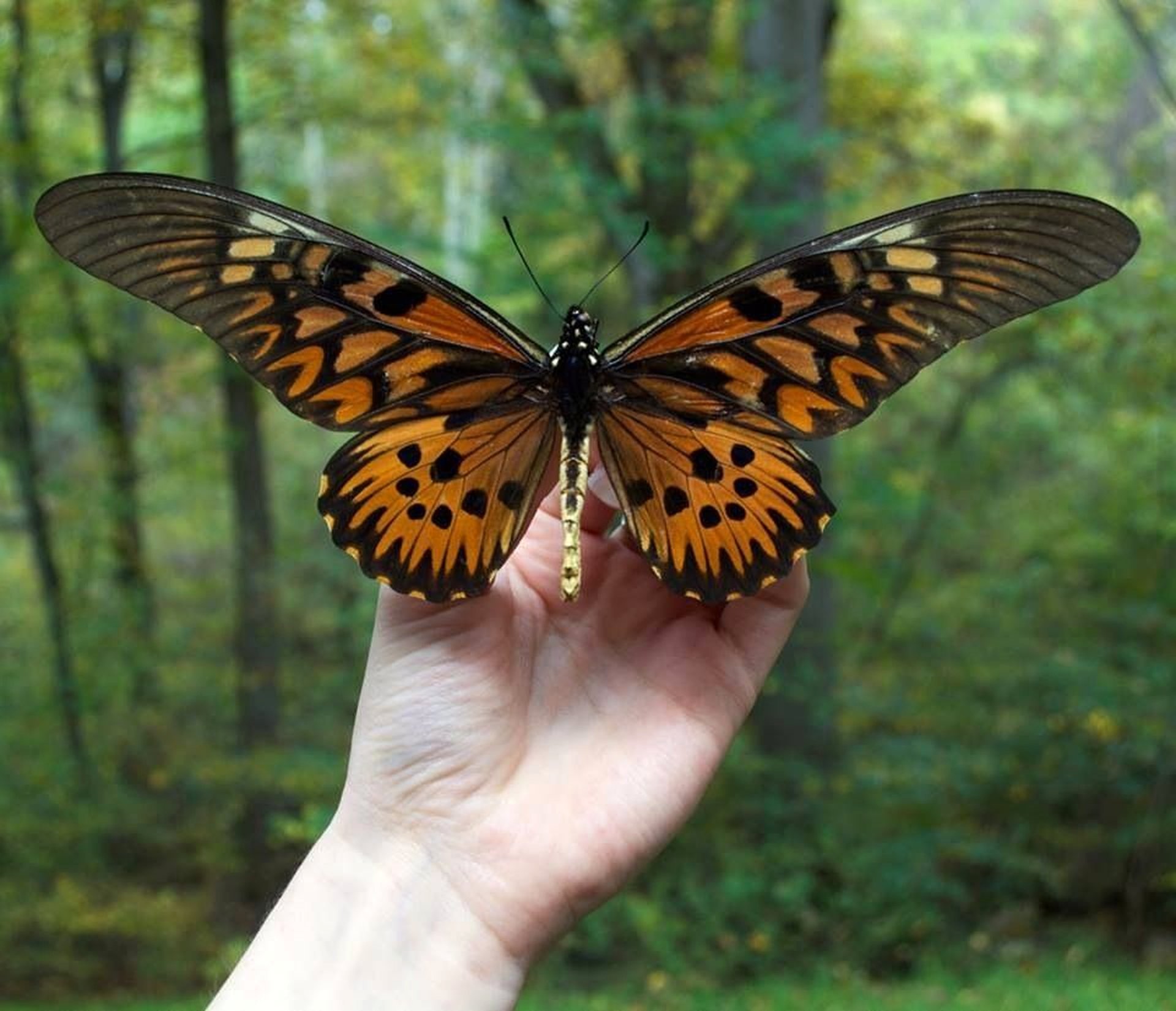 Огромные бабочки порхали. Парусник Антимах бабочка. Папилио антимахус бабочка. Бабочка Урания Мадагаскарская. Парусник Антимах ядовитая бабочка.