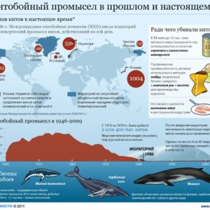 Китобойный промысел презентация