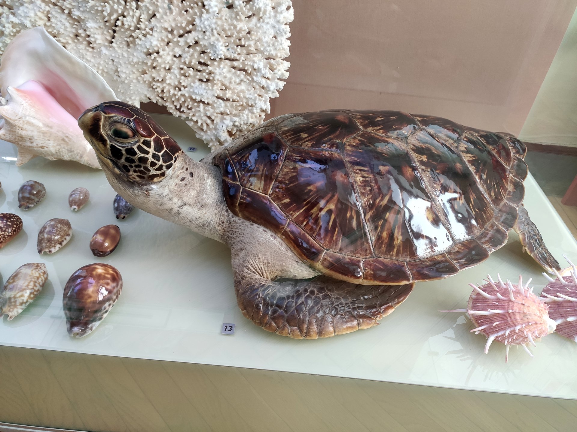 Международный день морской черепахи – Музей Фелицына