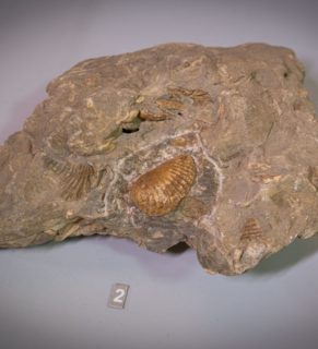 Песчаник с отпечатками и останками раковин моллюсков Parallelodon позднеюрского возраста (J3)