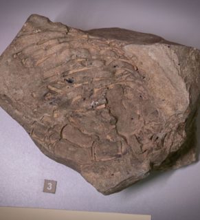 Фрагмент и отпечаток передней конечности и ребер дельфина сарматского возраста (N1srm)
