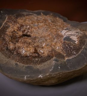 Расколотая конкреция с перекристаллизованным фрагментом аммонита позднемелового возраста (K2), р. Лакруш, Республика Адыгея